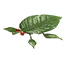 P3D Piklopedia 10 Skitter Leaf.png