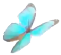 FLOWERS butterfly.png