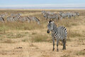 Zebras Ngorongoro Crater.jpg