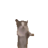 Happy猫.gif