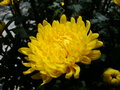 Chrysanthemum morifolium (2).JPG