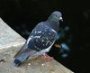 Pigeon 2007-1.jpg