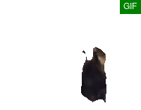 嘶吼黑猫.gif