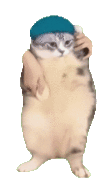 Girlfriend猫.gif