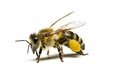 蜜蜂三次元.jpg