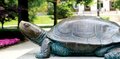 Testudo from its left.jpg