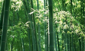 Bamboo real.png