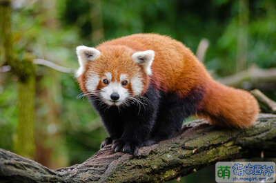 Red Panda (25193861686).jpg