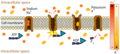 Scheme sodium-potassium pump-en.png