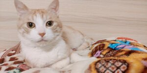 琥珀的猫猫柚子.jpg