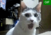 惊讶猫.gif