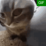 Chipichapa.gif