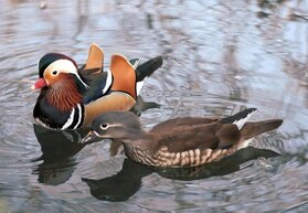 Mandarin ducks.jpeg