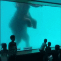 海洋馆里的大象 GIF2.gif