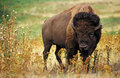 American bison k5680-1 edit.jpg