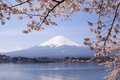 Lake Kawaguchiko Sakura Mount Fuji 3.JPG