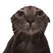 迈阿密猫猫.gif