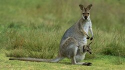 Kangaroo with baby.jpg