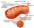 Mitochondrion mini.svg