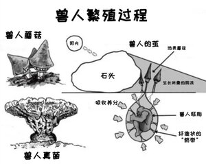 兽人繁殖过程.jpg