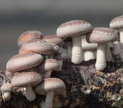 真菌三次元香菇.png