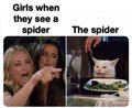 Girls when they see a spider.jpg