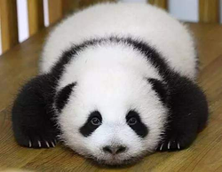 大熊猫三次元.png