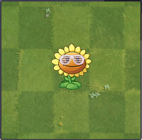 Sunflower Costume 1 Almanac.jpg