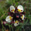 Saxifraga melanocentra.jpg