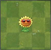 Sunflower Costume 3 Almanac.jpg